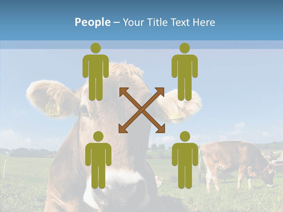 Funny Bull Landscape PowerPoint Template