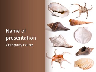 Conch Shell Rare PowerPoint Template