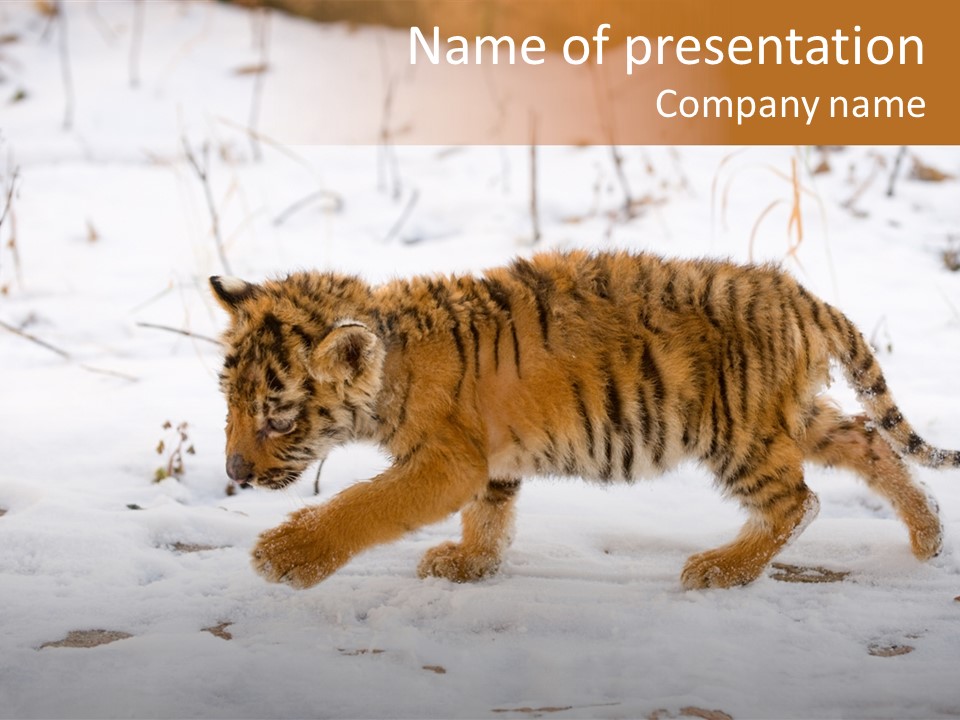 Walk Small Cub PowerPoint Template