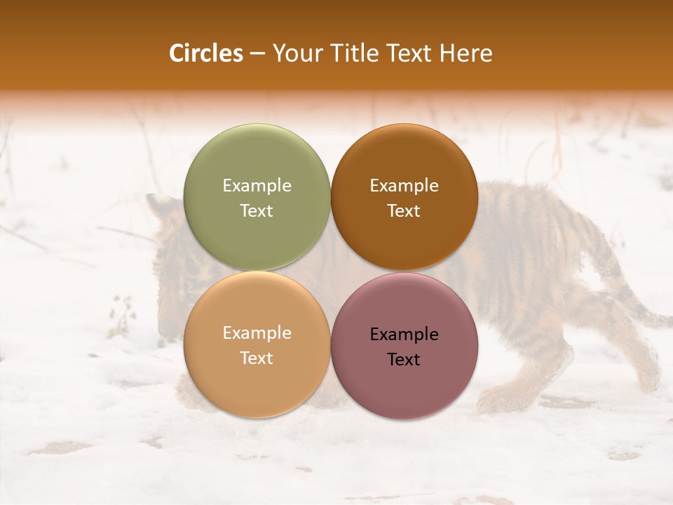 Walk Small Cub PowerPoint Template