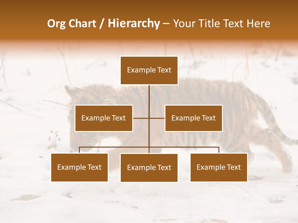 Walk Small Cub PowerPoint Template