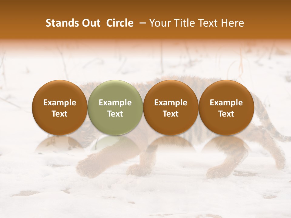 Walk Small Cub PowerPoint Template