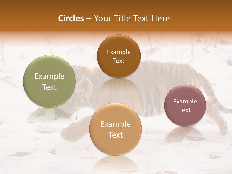 Walk Small Cub PowerPoint Template