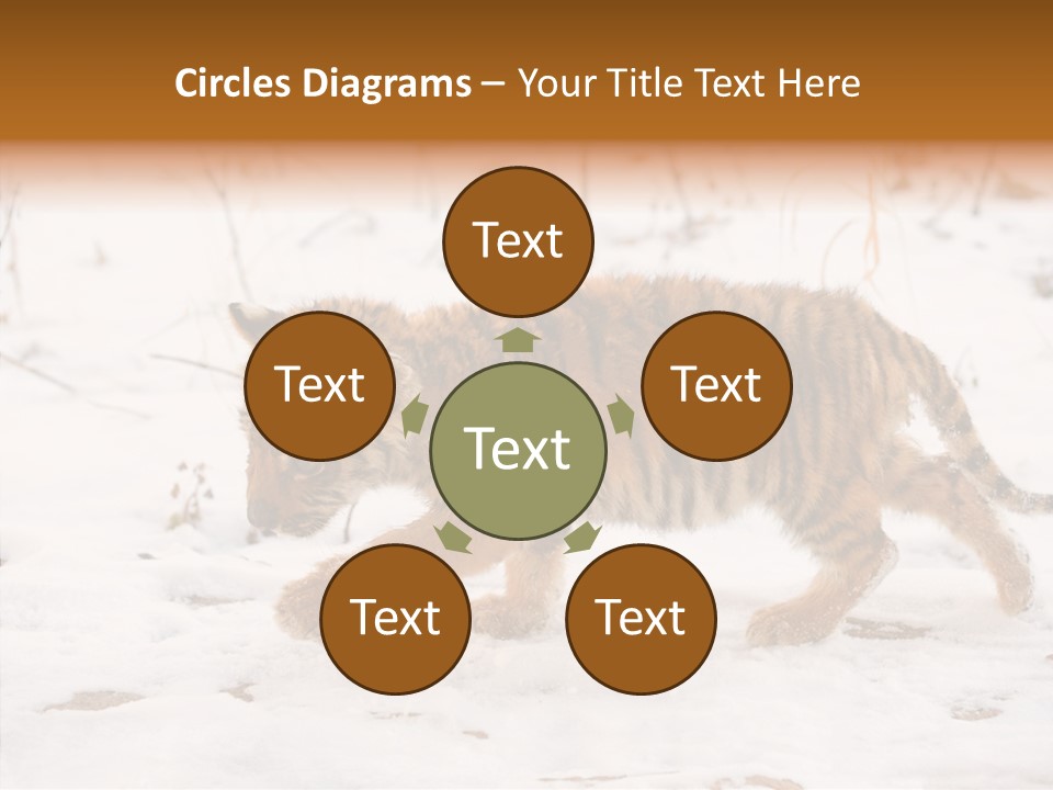 Walk Small Cub PowerPoint Template