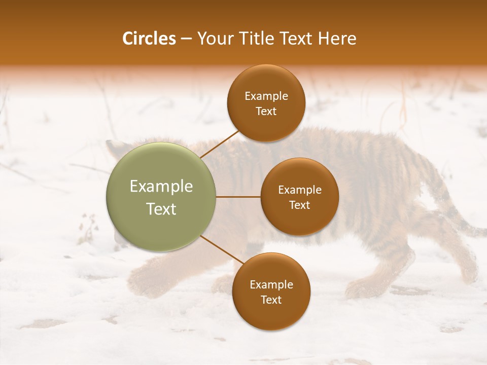 Walk Small Cub PowerPoint Template