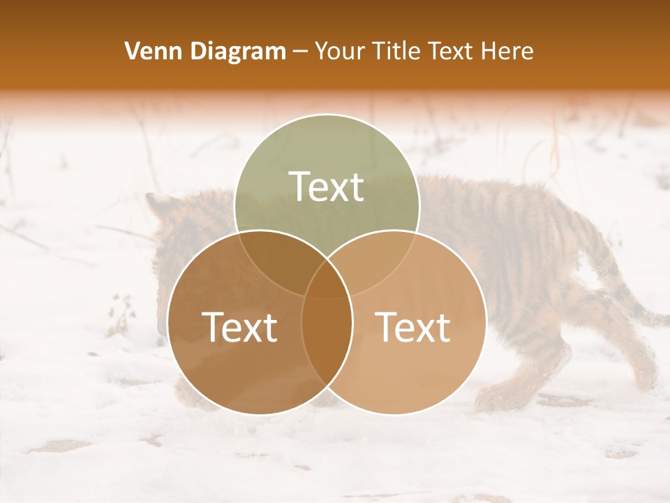 Walk Small Cub PowerPoint Template