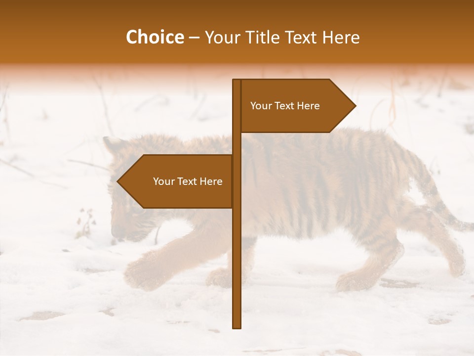 Walk Small Cub PowerPoint Template