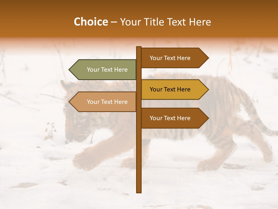 Walk Small Cub PowerPoint Template