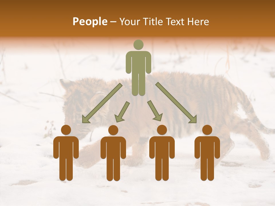 Walk Small Cub PowerPoint Template