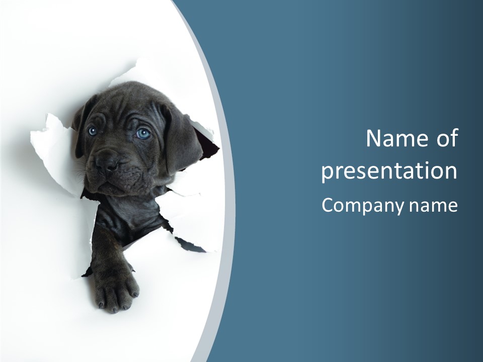 Dog Grey Korsa PowerPoint Template