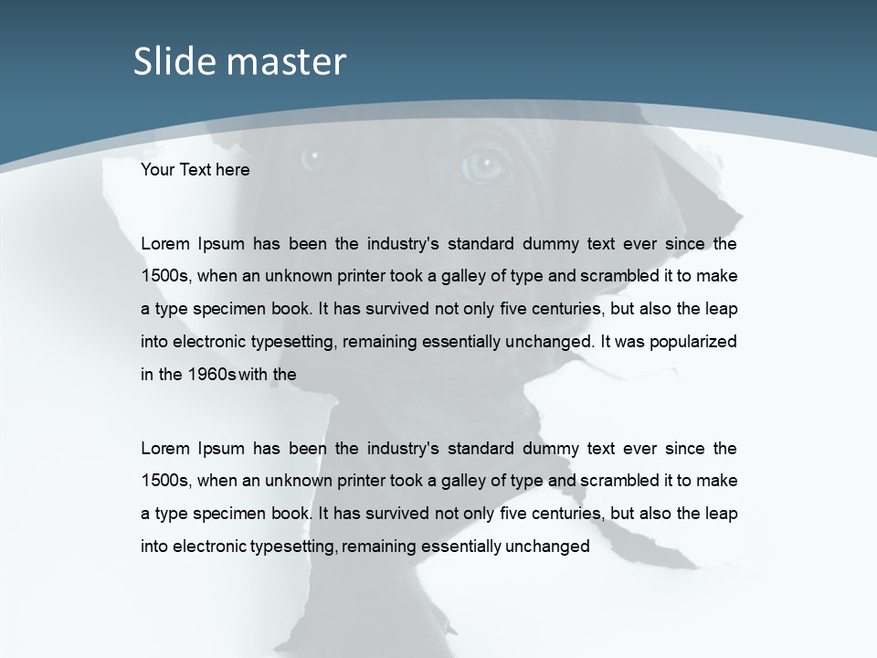 Dog Grey Korsa PowerPoint Template