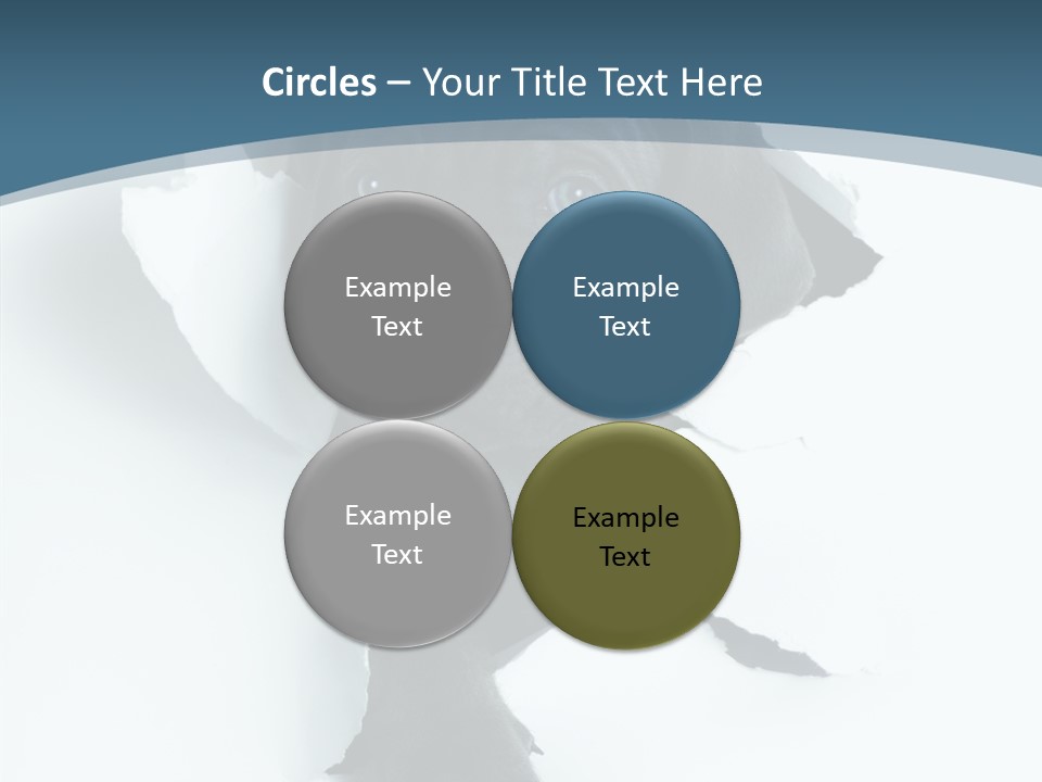 Dog Grey Korsa PowerPoint Template