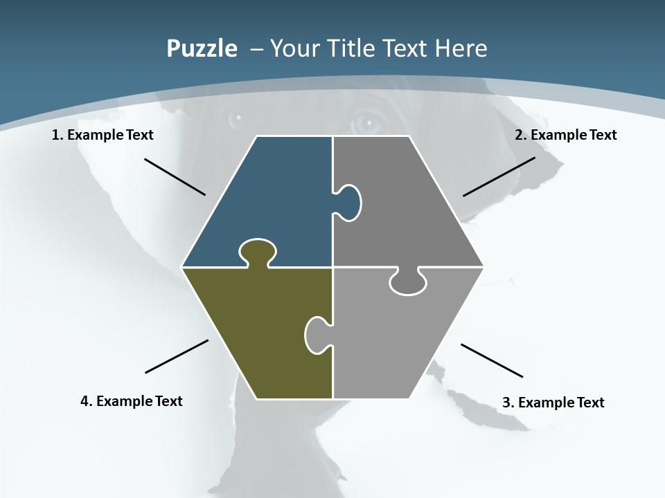 Dog Grey Korsa PowerPoint Template