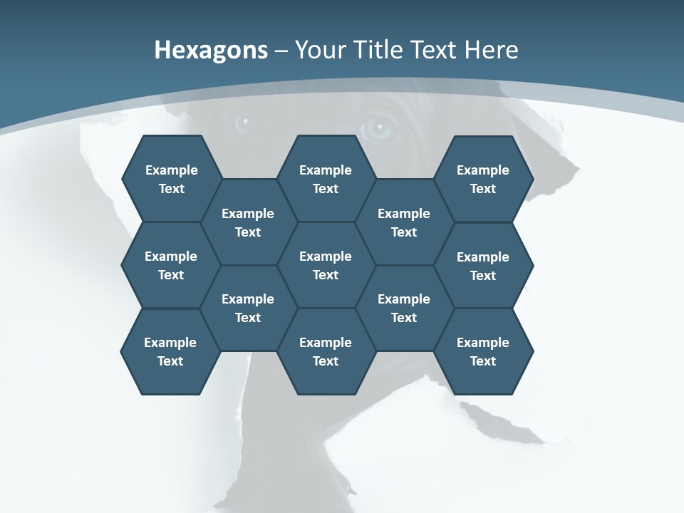 Dog Grey Korsa PowerPoint Template