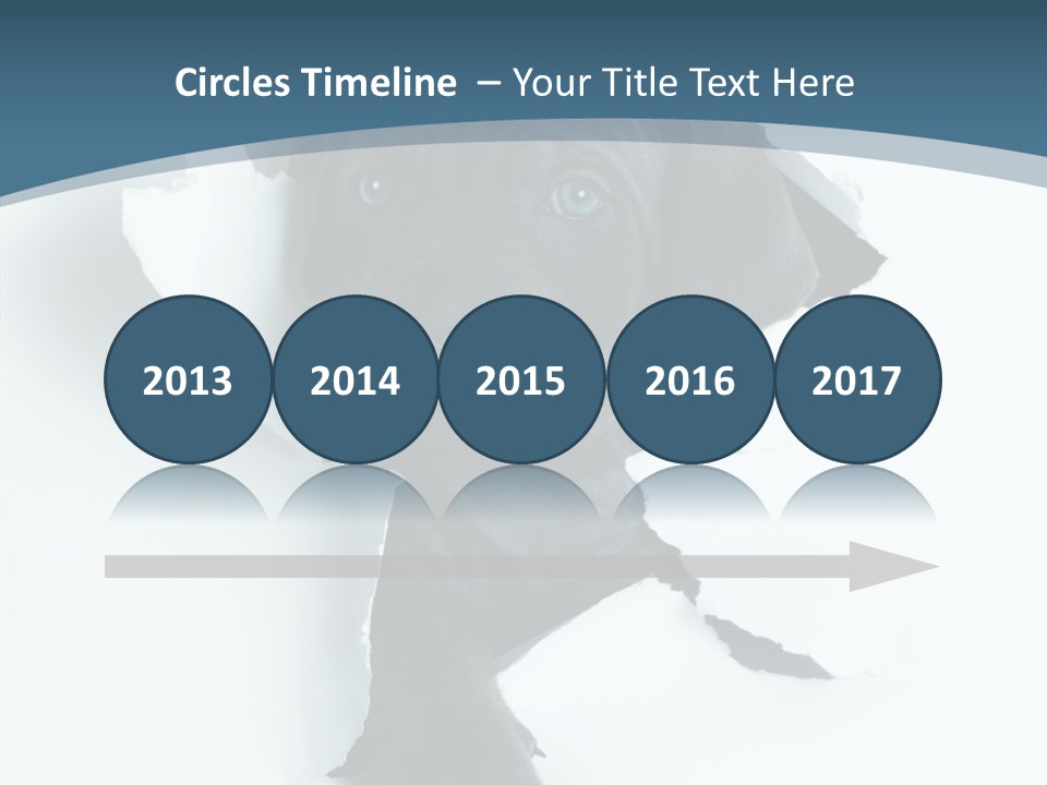 Dog Grey Korsa PowerPoint Template