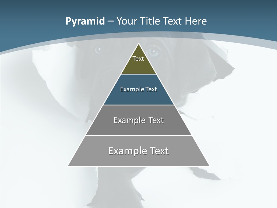 Dog Grey Korsa PowerPoint Template