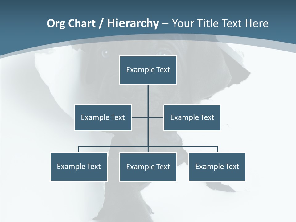 Dog Grey Korsa PowerPoint Template