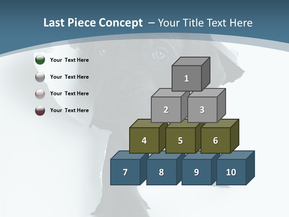 Dog Grey Korsa PowerPoint Template