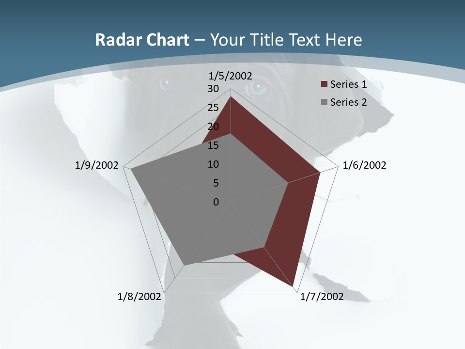 Dog Grey Korsa PowerPoint Template