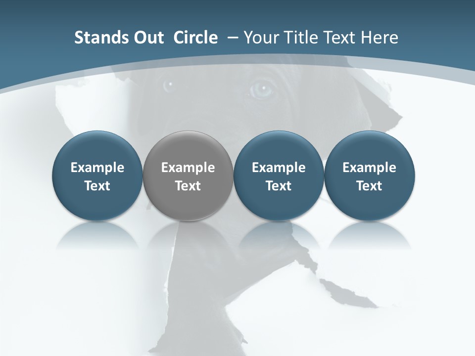 Dog Grey Korsa PowerPoint Template