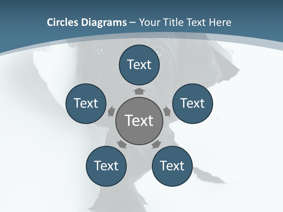 Dog Grey Korsa PowerPoint Template