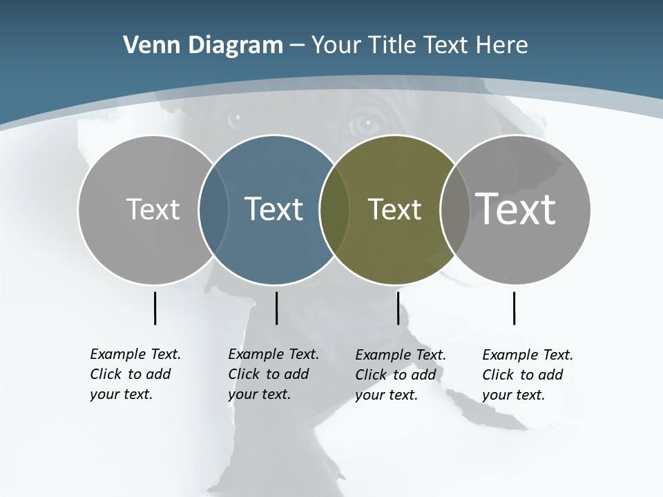 Dog Grey Korsa PowerPoint Template