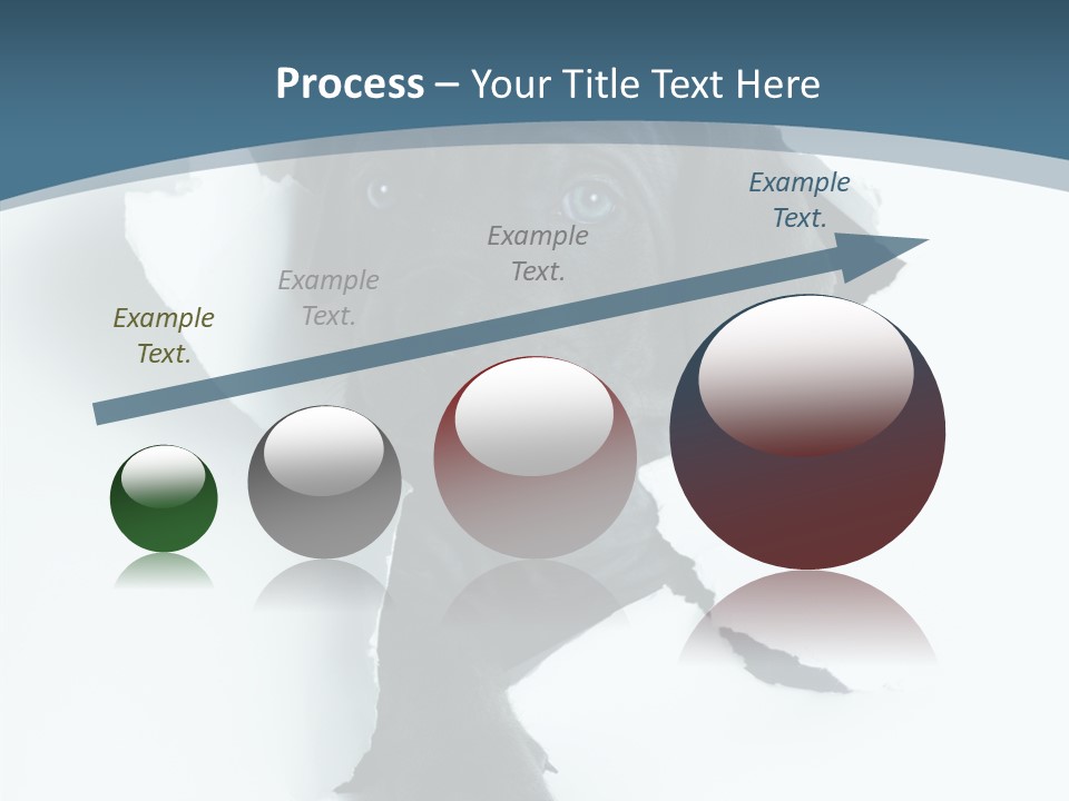 Dog Grey Korsa PowerPoint Template