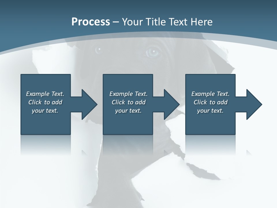 Dog Grey Korsa PowerPoint Template