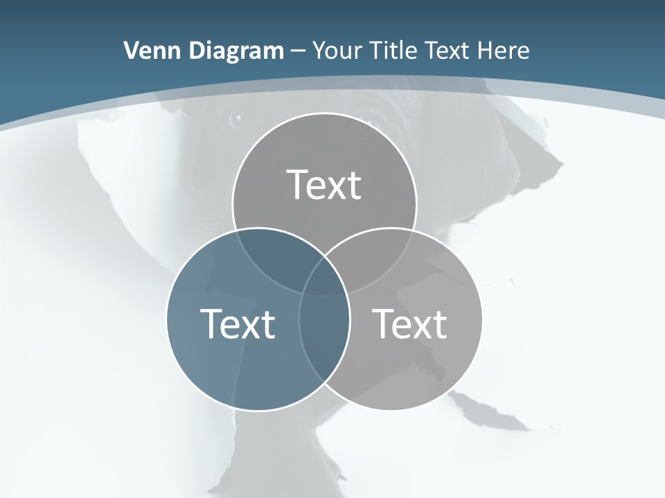 Dog Grey Korsa PowerPoint Template