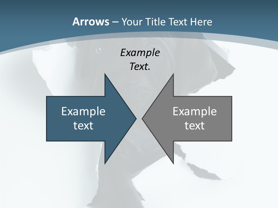 Dog Grey Korsa PowerPoint Template