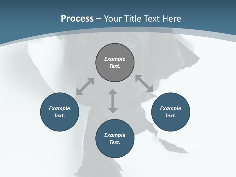 Dog Grey Korsa PowerPoint Template