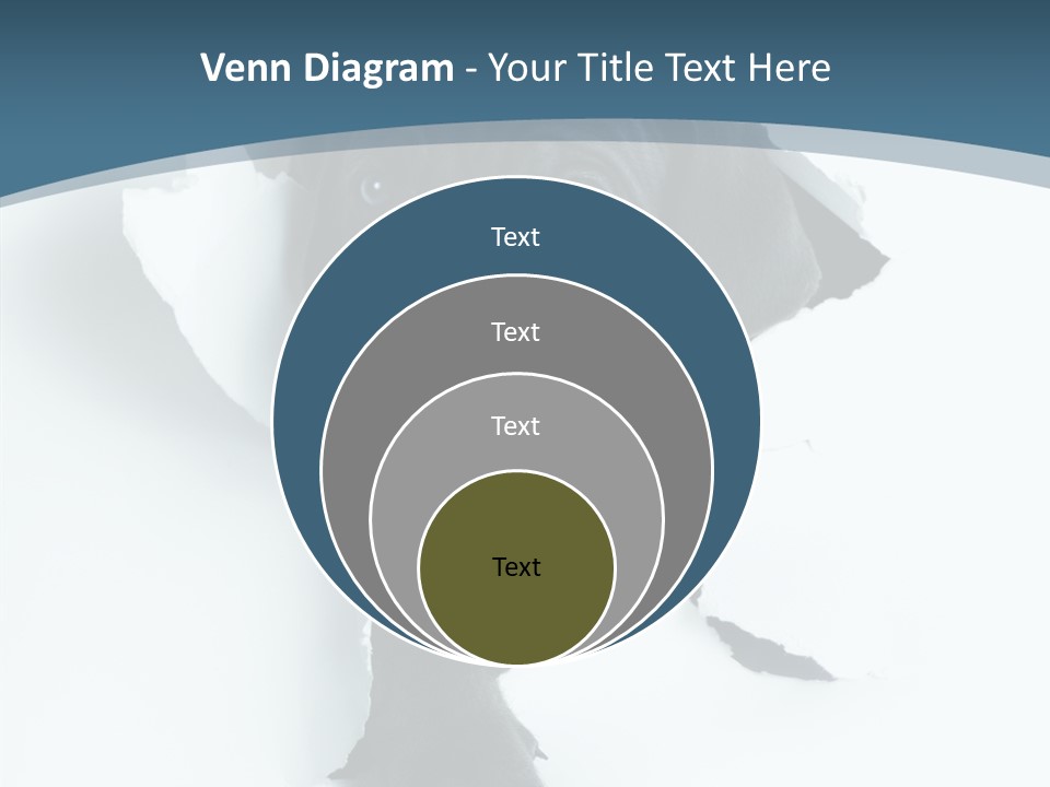 Dog Grey Korsa PowerPoint Template