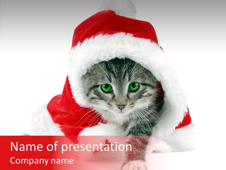 Tabby Christmas Kitten PowerPoint Template