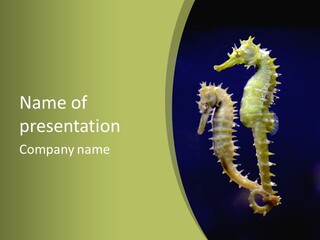 A Sea Horse On A Blue And Green Background PowerPoint Template