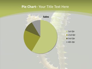 A Sea Horse On A Blue And Green Background PowerPoint Template