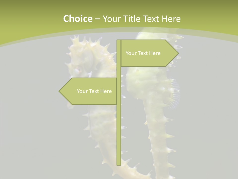 A Sea Horse On A Blue And Green Background PowerPoint Template