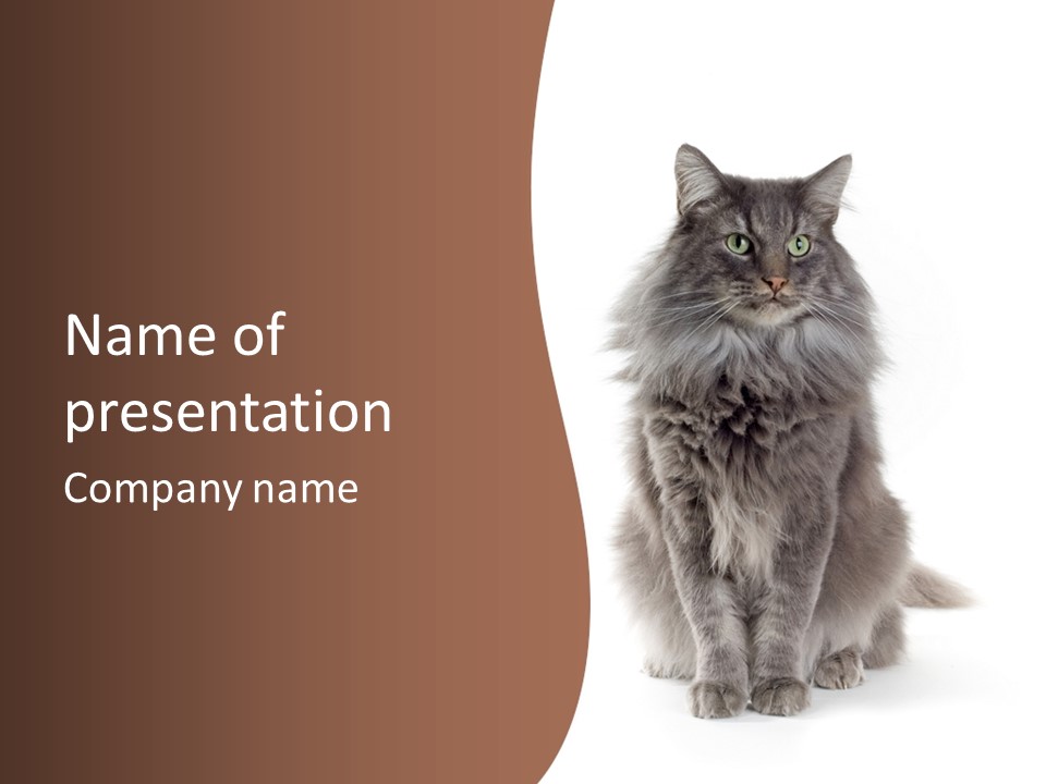 Furry Soft Cat PowerPoint Template