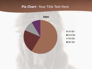 Furry Soft Cat PowerPoint Template