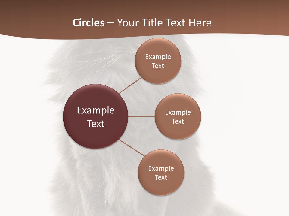 Furry Soft Cat PowerPoint Template