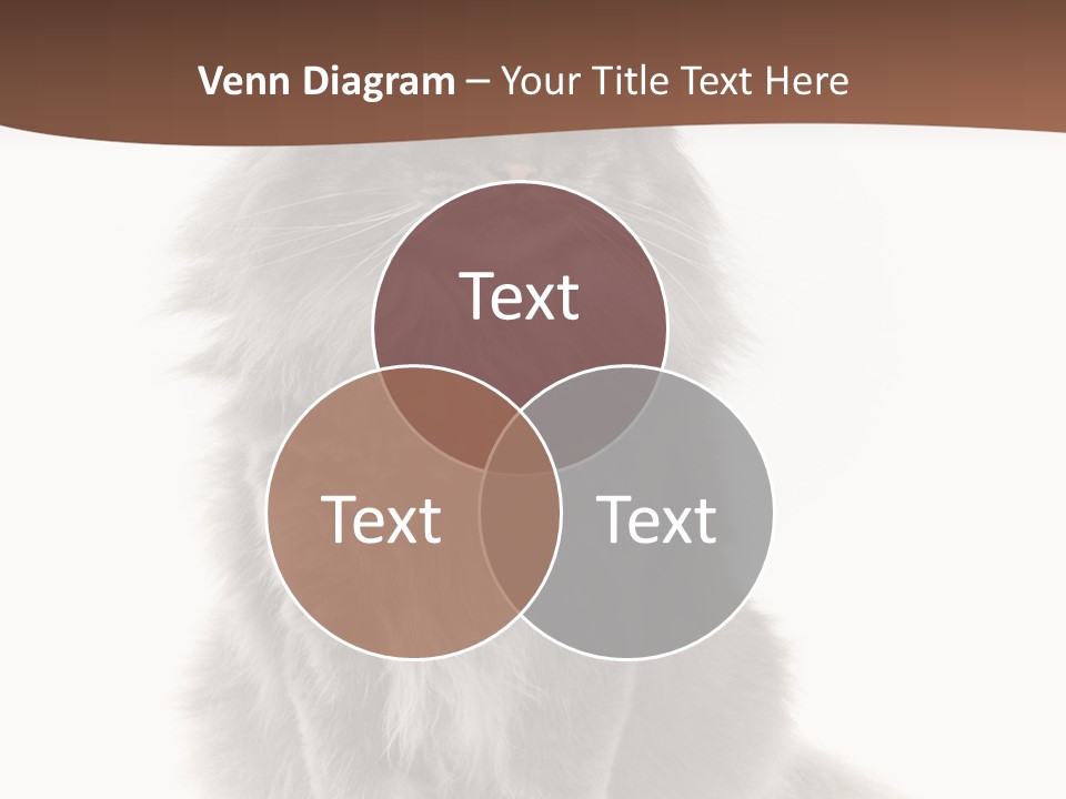 Furry Soft Cat PowerPoint Template