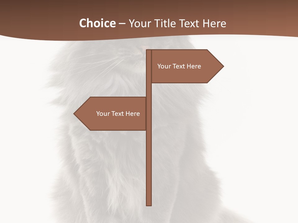 Furry Soft Cat PowerPoint Template