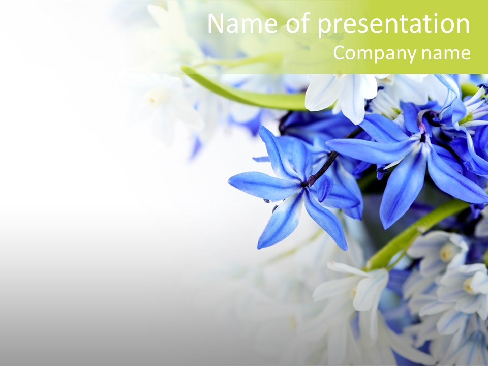 Snow White Frame PowerPoint Template