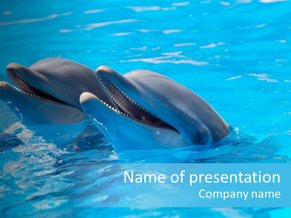 Sonar Porous Jaws PowerPoint Template