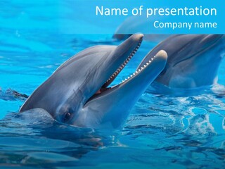 Flipper Dolphin Water PowerPoint Template