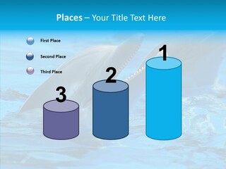 Flipper Dolphin Water PowerPoint Template