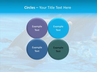 Flipper Dolphin Water PowerPoint Template