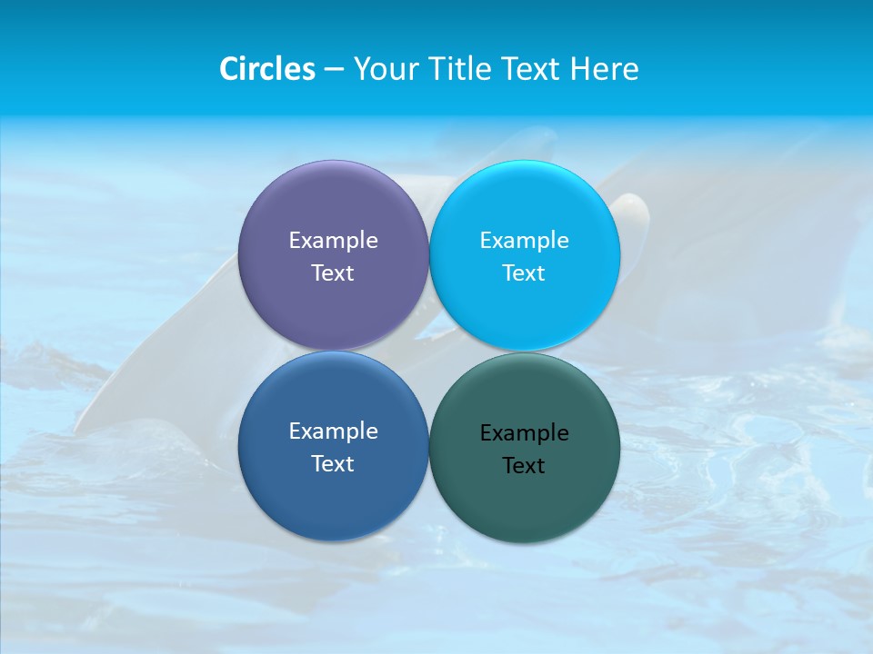 Flipper Dolphin Water PowerPoint Template
