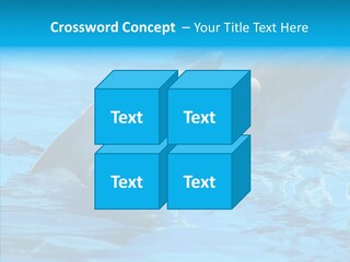 Flipper Dolphin Water PowerPoint Template