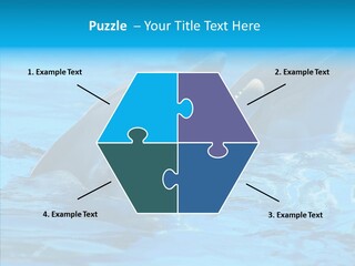 Flipper Dolphin Water PowerPoint Template