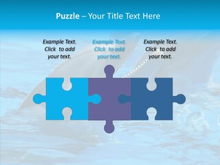 Flipper Dolphin Water PowerPoint Template